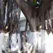 Een grote Kathedraalboom (Ficus Macrophylla) in Tanger, 600 jaar oud!