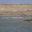 Flamingo´s in een lagune van natuurgebied Las Entinas