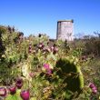 De wachttoren Torre Canela achter hoge bossen cactusvijgen