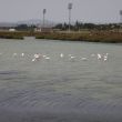 Flamingo´s langs de rondweg in Santa Pola