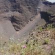 Vesuvius, bloemetjes op de rand, bosjes in de diepte