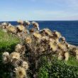 Distels op de klifrand van Mellieha Bay, in de verte een viskwekerij