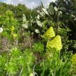 Rond Ghar Dalam is een prechtige tuin met inheemse planten