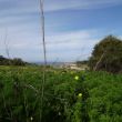 Alles is diepgroen na al die regen. In de verte ligt Gozo