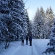 Wandeling in de bossen boven Albrechtice