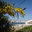 Mimosa in bloei op de muren van de bastions van Valletta