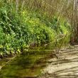 Onderaan de helling van de vorige foto komen we bij een wonderschoon stroompje