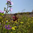 Crotone. Velden vol kleurige bloemen op de binnenplaatsen van het Castello Aragonese