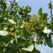 Aegina. Onrijpe pistachenootjes aan de bomen