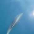 Een bottle-nose dolfijn speelt om de boeg