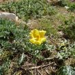 Rond de ruïnes van de Genuese burcht groeit Gele Hoornpapaver (Glaucium flavum)