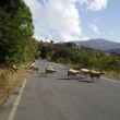Onderweg naar het Lassithi Plateau moeten we soms stoppen voor een kudde schapen