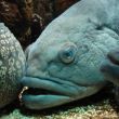 Vreemde vissen met dikke vissenlippen in het Creaquarium