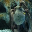 Cretaquarium. Deze achtarmige octopus kan zichzelf uit de knoop halen