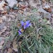 Een wilde iris-soort (welke?) in bloei eind december
