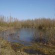 De stammetjesbrug in natuurgebied Struikwaard