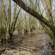 Struikwaard. Het lijkt wel een mangrovebos