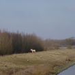 Struikwaard. Een fjordenpaard op de dijk, gezien vanaf de Wilhelminasluis