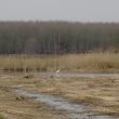 In een poel in natuurgebied Het Pompveld staat een grote zilverreiger te vissen