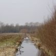 Een koppel zwanen in het Pompveld