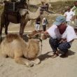 Göreme. Ans en het kamelenjong. Liefde op het eerste gezicht