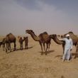 Ontmoeting met een kamelenherder onderweg naar Palmyra