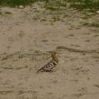 Onbekende vogel in oud-Ashqelon. Kent iemand die? NB hij heeft een kuif achterop zijn kop