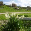 Narcissen in bloei. Op de achtergrond de stadswallen van oud-Ashqelon