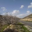 Bloeiende amandelboom op de West Bank tussen Bethlehem en Hebron