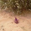 In april staat de woestijn in bloei. Witte brem en ........?