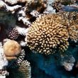 Diverse koraalsoorten op het Tawila koraalrif