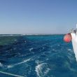 Harde noordenwind en woelig water bij het Carless Reef