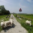 Het fietspad van Brakel naar Loevestein