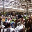 Een markt in Dahar, Hurghada