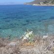 Knidos. Pancratium Maritinum, ofwel zeenarcis. Links in de verte ligt Kós