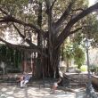 Syracuse (5) Kathedraalboom (Ficus Macrofilia) in het parkje bij de stadskade