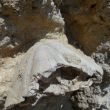 Het fossiel van de zeeëgel van de vorige foto in detail
