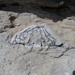 Nog zo'n 28 miljoen jaar oud fossiel van een zeeëgel