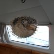 De stekelvis hangt op de vroeger plaats van de kooi van Lord Byron