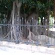 Mooie kathedraalboom in de Giardino Garibaldi. Palermo