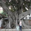 Monumentale kathedraalboom (Ficus macrophylla) in de binnenstad van Cagliari