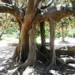 Orto Botanico Cagliari. Fraai voorbeeld van lucht wortels als pilaren bij een kathedraalboom