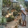 Orto Botanico di Cagliari. Cactuskas