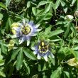 Orto Botanico di Cagliari. Passiebloem in de medicinale tuin