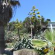 Orto Botanico di Cagliari. Cactustuin