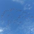 Vlucht flamingo's boven de haven van Cagliari