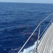 Dolfijnen om de boeg (rode cirkels) tijdens de tocht van Ibiza naar Calpe