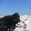 Terschelling. Met de huifkar op de Noordsvaarder. Ans streekt de arme trekpaarden.