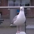 Gast naast de kuip in Zierikzee.