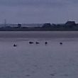 Thames monding. Zeehonden op de Yantlet Flats.